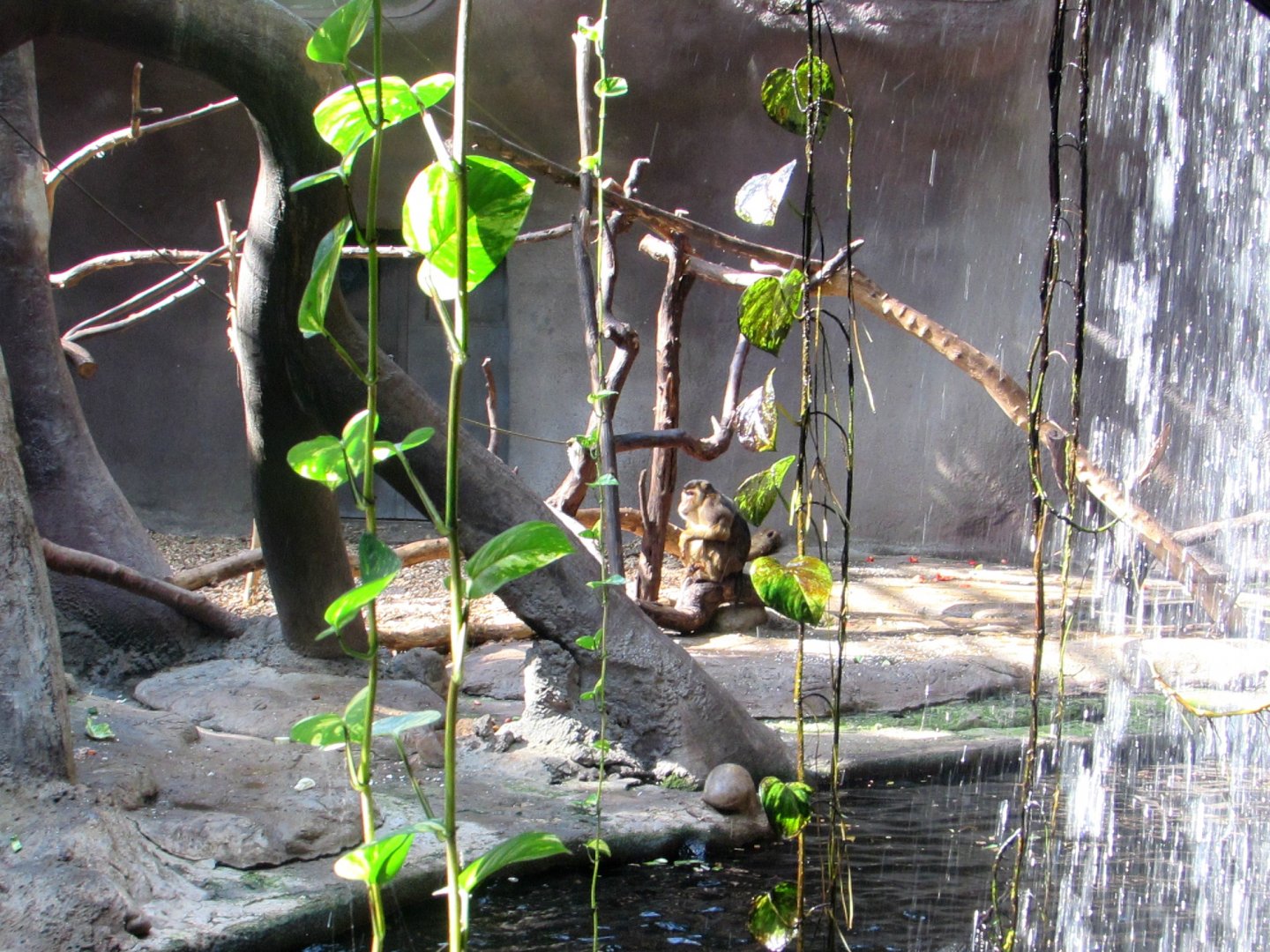 Pig-tailed Macaque - July/2017