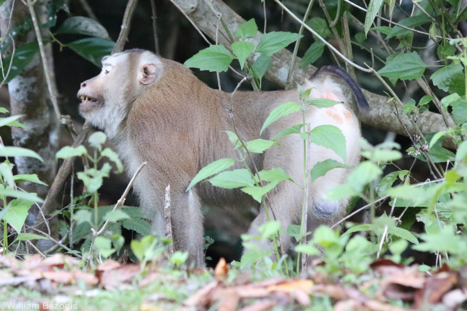 Pig-tailed Macaque  - Khao Yai National Park
