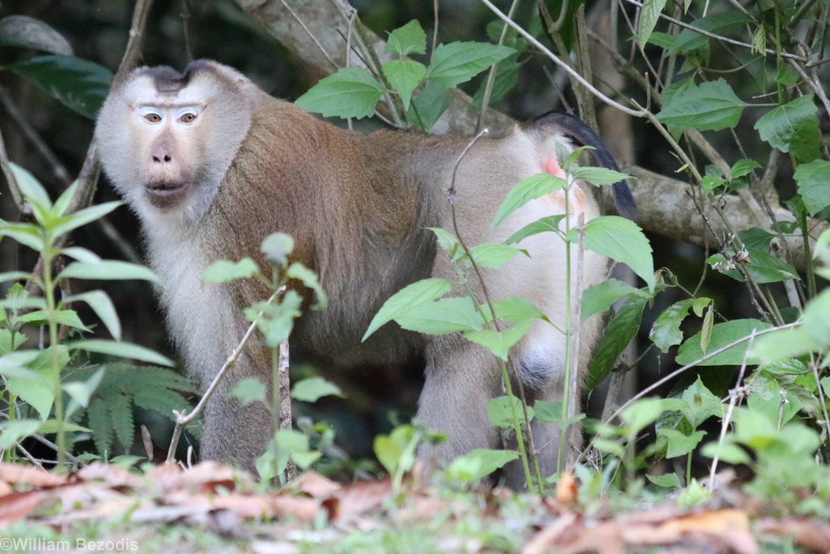 Pig-tailed Macaque - Khao Yai National Park