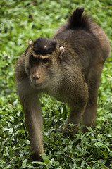 Pig Tailed Macaque - Macaca nemestrina - Melaka Zoo - 2009