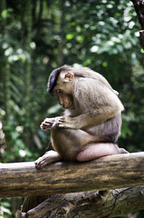 Pig Tailed Macaque - Macaca nemestrina - Melaka Zoo - 2009
