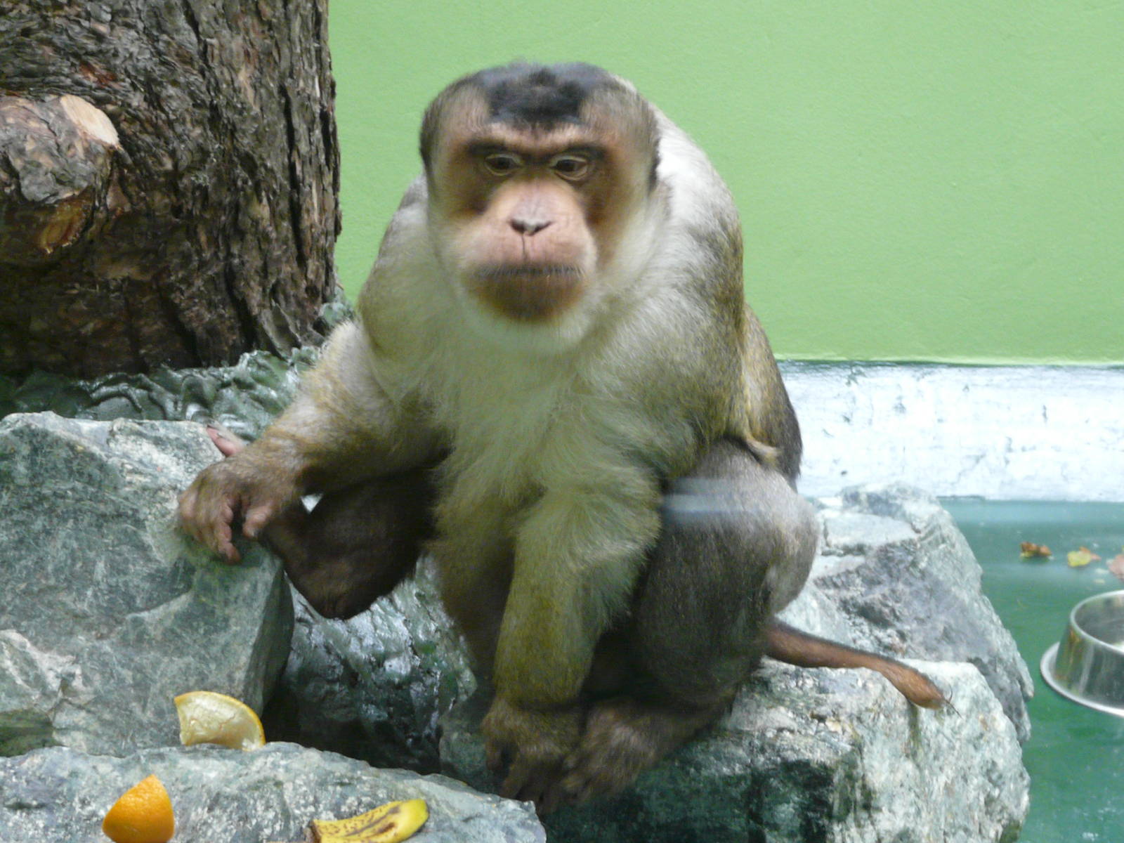 Pig-tailed macaque/ Macaca nemestrina