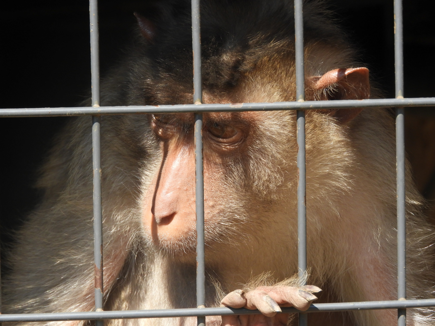 Pig-Tailed Macaque (Macaca nemestrina)