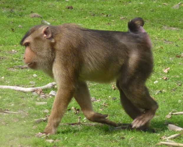 Pig-tailed macaque (Macaca nemestrina)