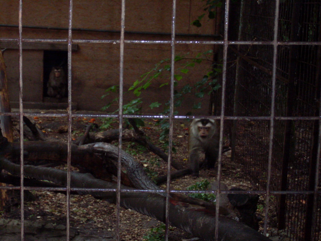 Pig-tailed macaque outdoor cage