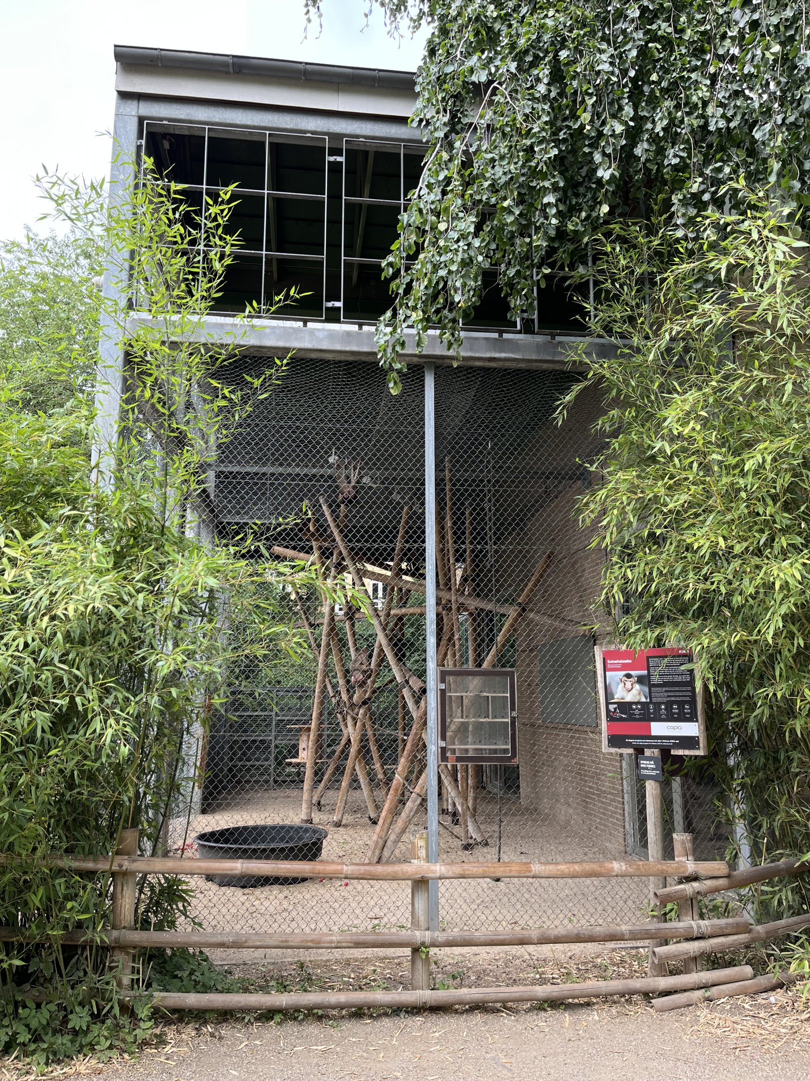 Pig-tailed Macaque Outdoor Exhibit