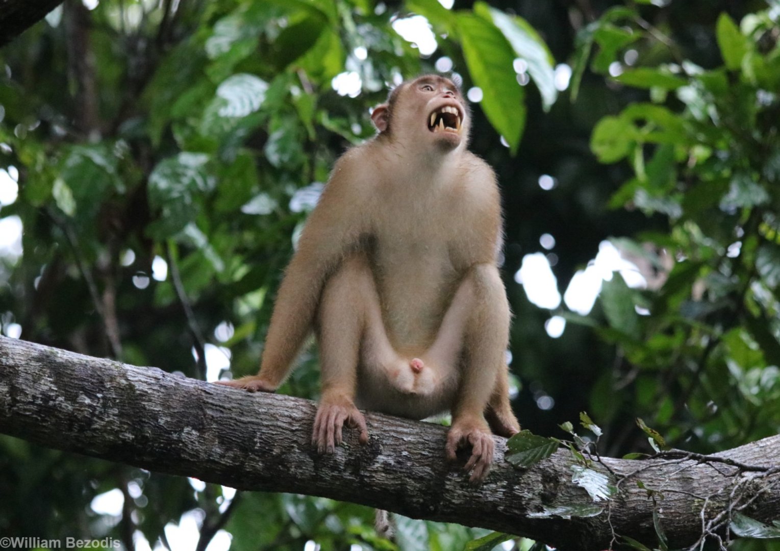 Pig-tailed Macaque - Sepilok
