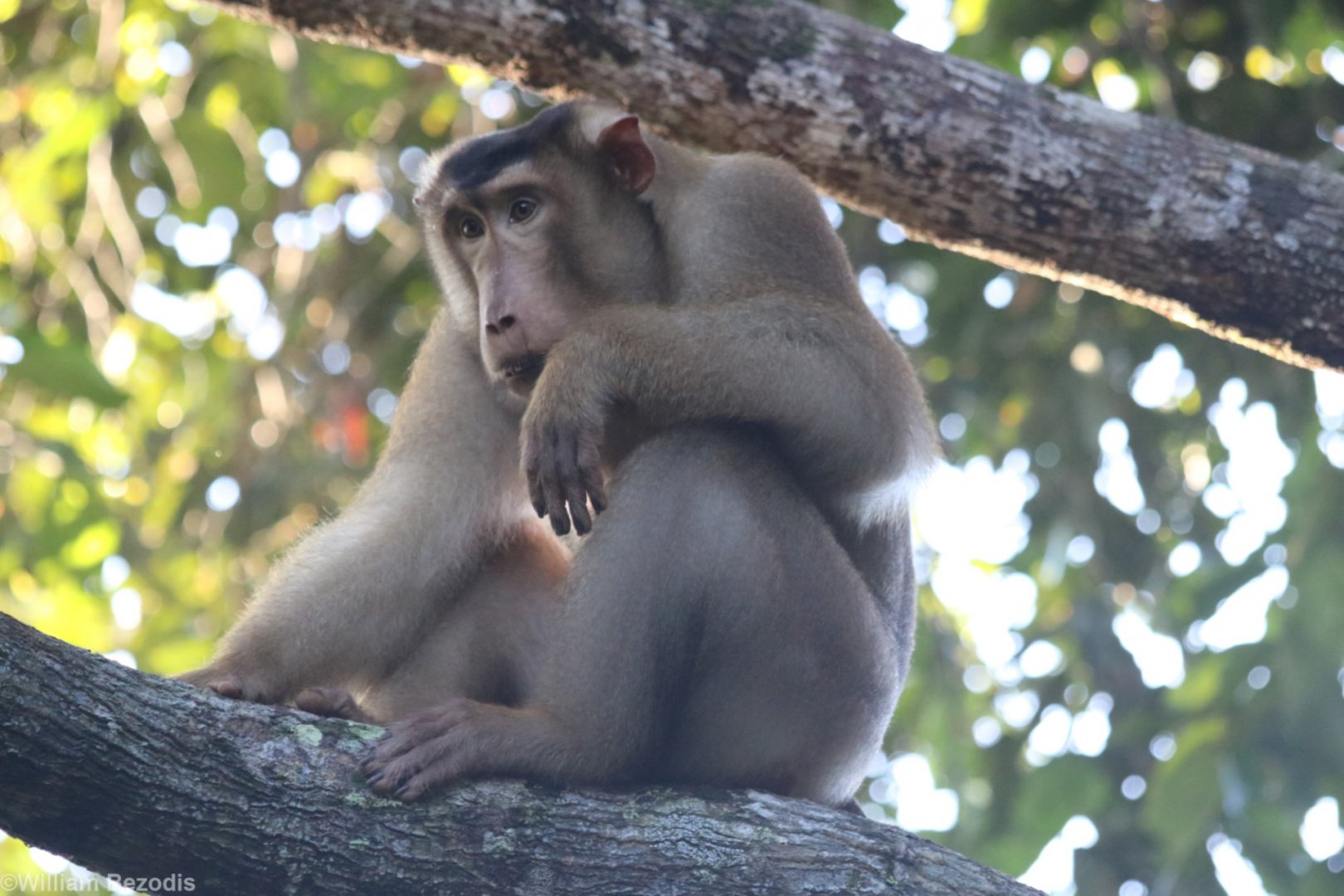 Pig-tailed Macaque - Sepilok