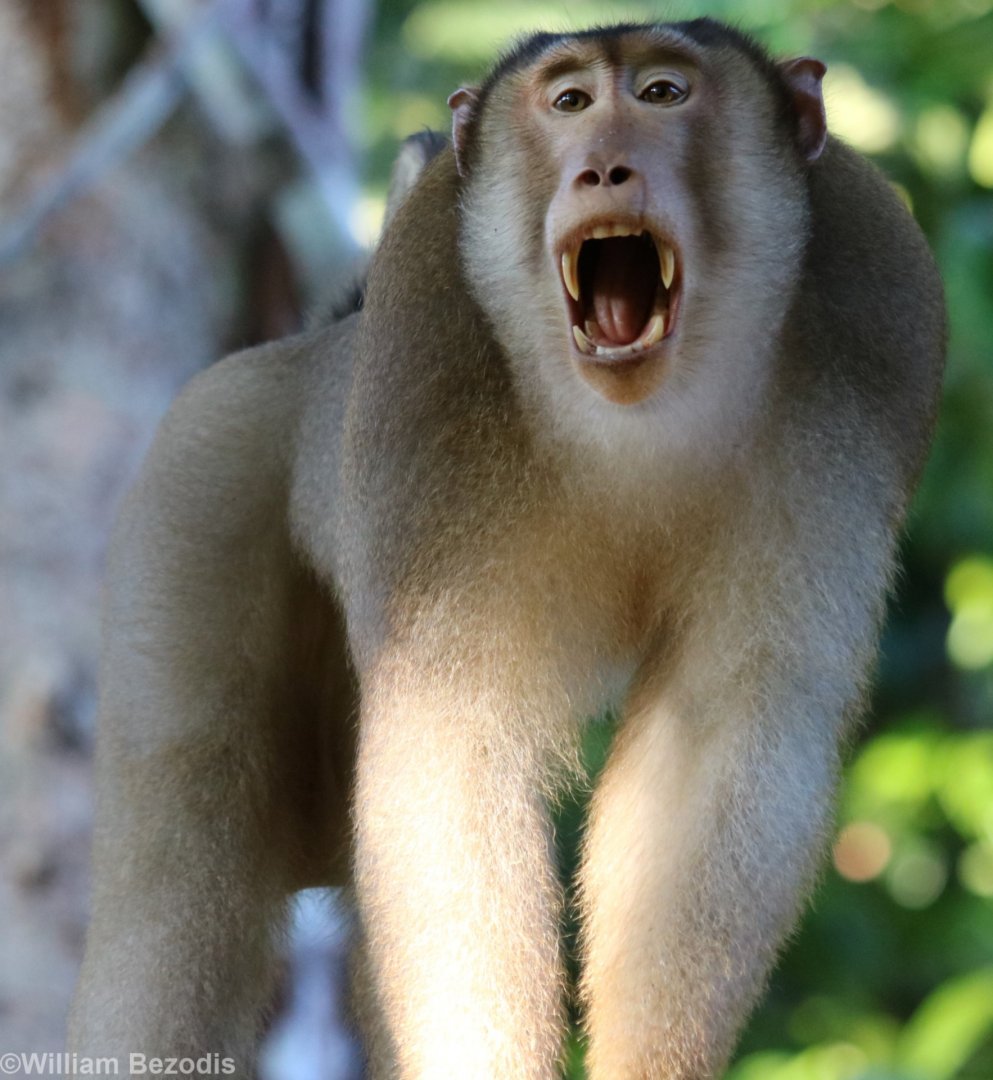 Pig-tailed Macaque - Sepilok