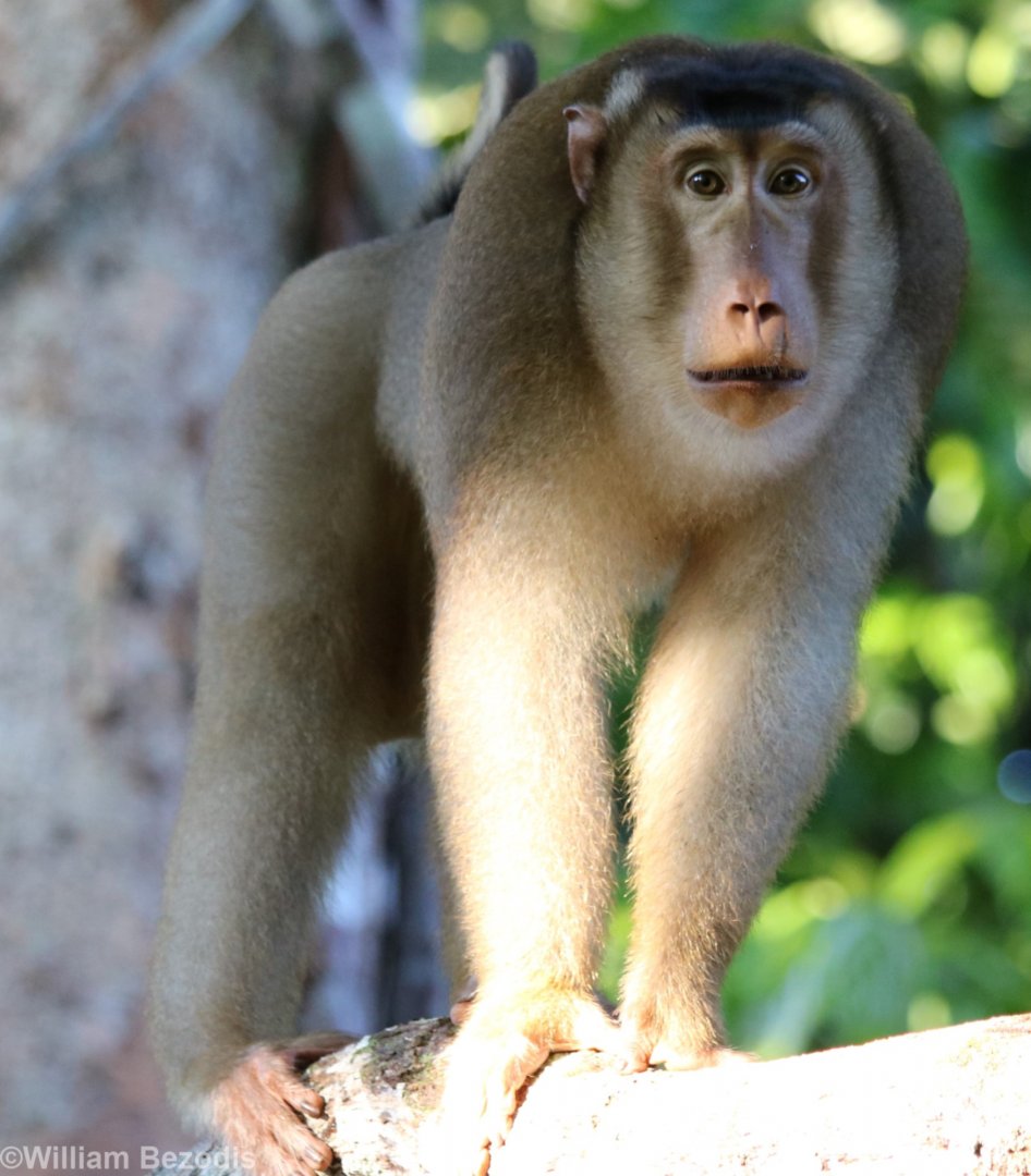 Pig-tailed Macaque  - Sepilok