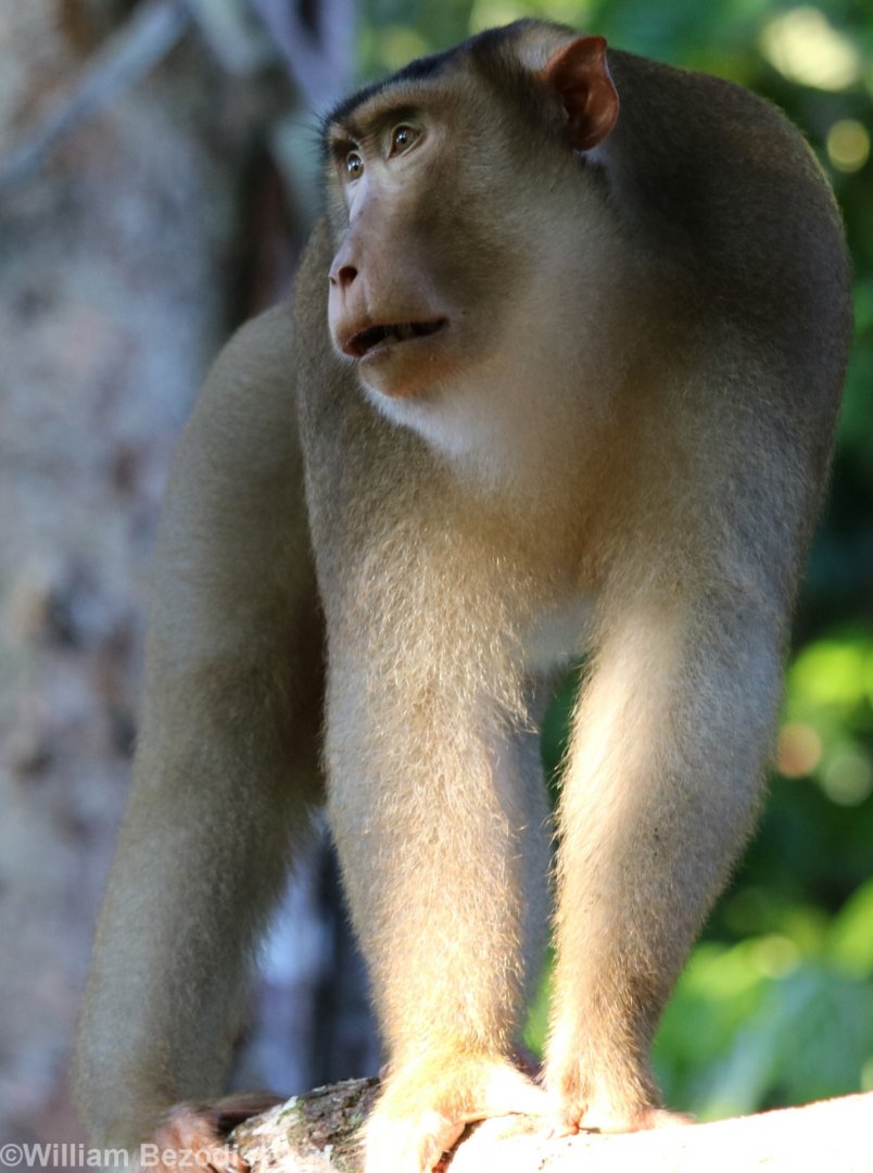 Pig-tailed Macaque - Sepilok