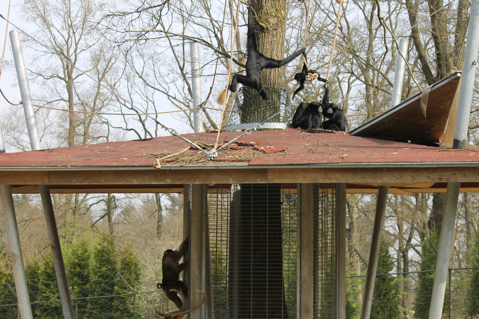 Pig-tailed macaque & siamang, Burgers' Rimba