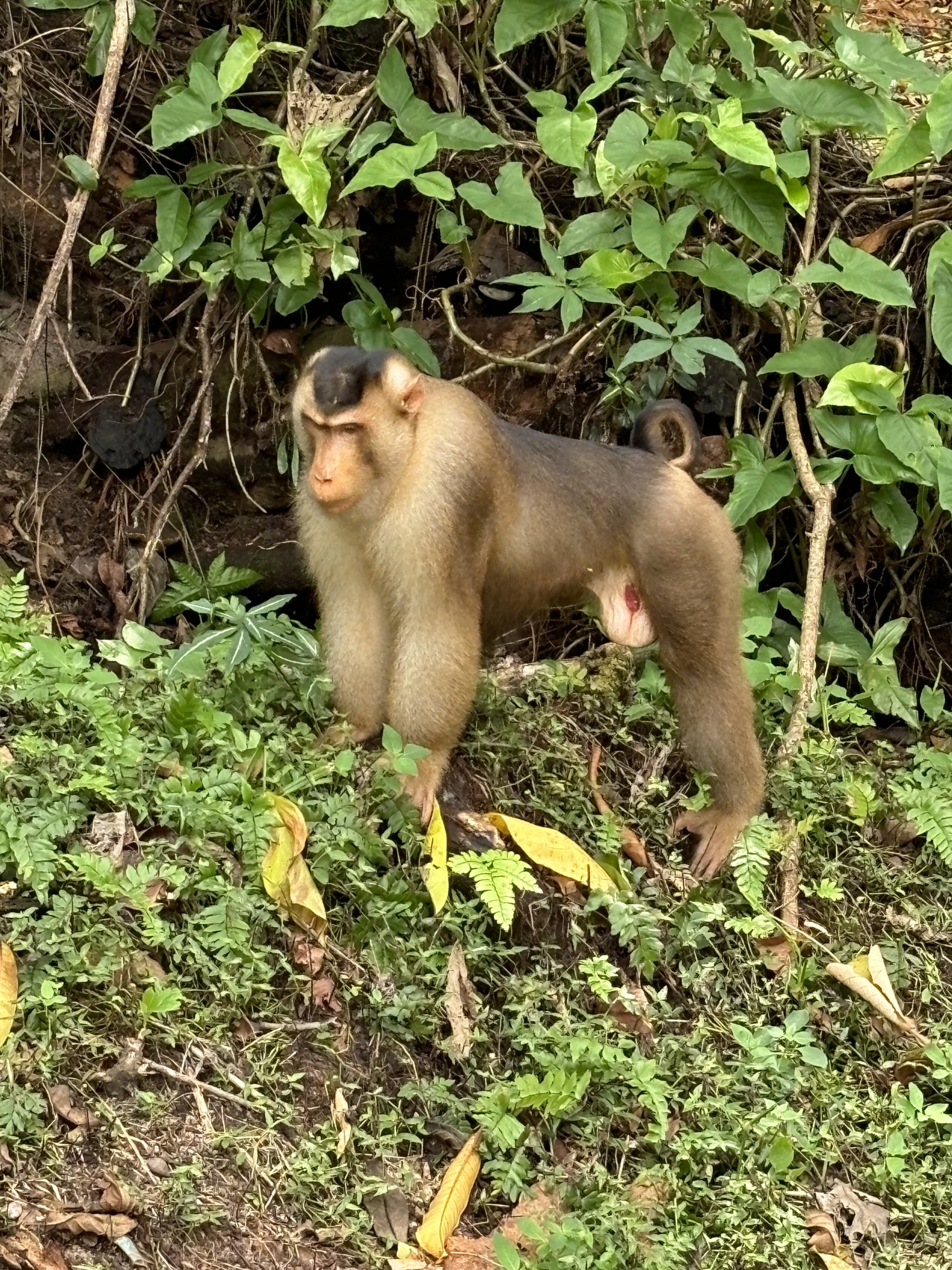 Pig-tailed Macaque - wild