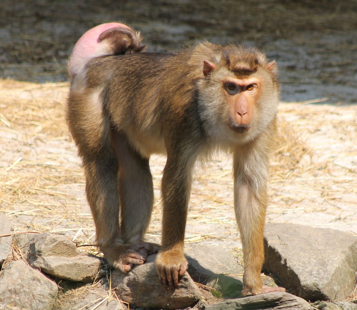 Pig-tailed macaque