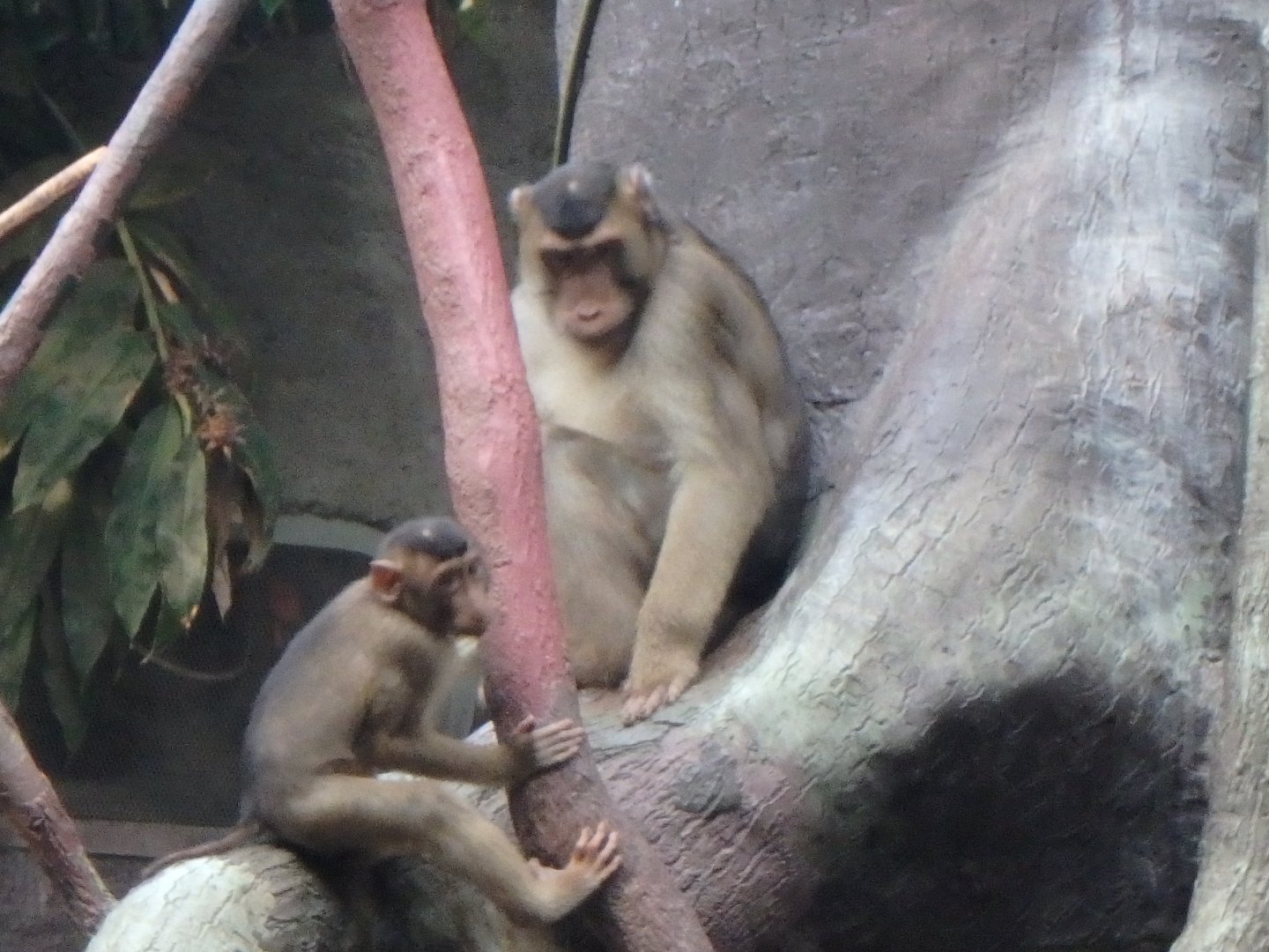 Pig-tailed macaque