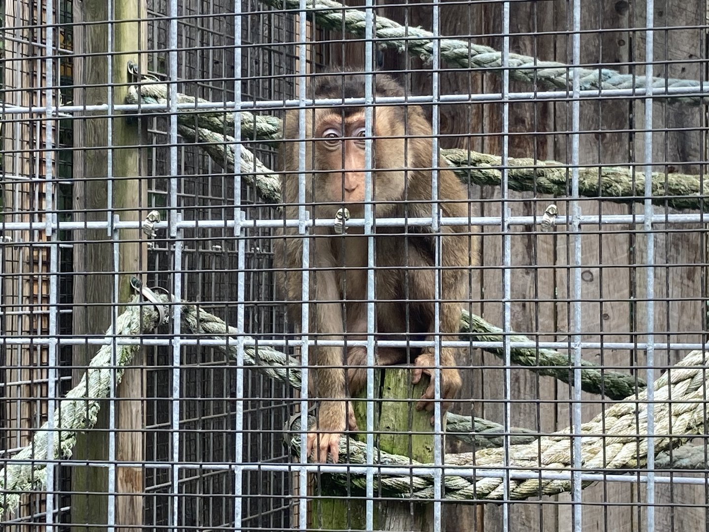 Pig Tailed Macaque