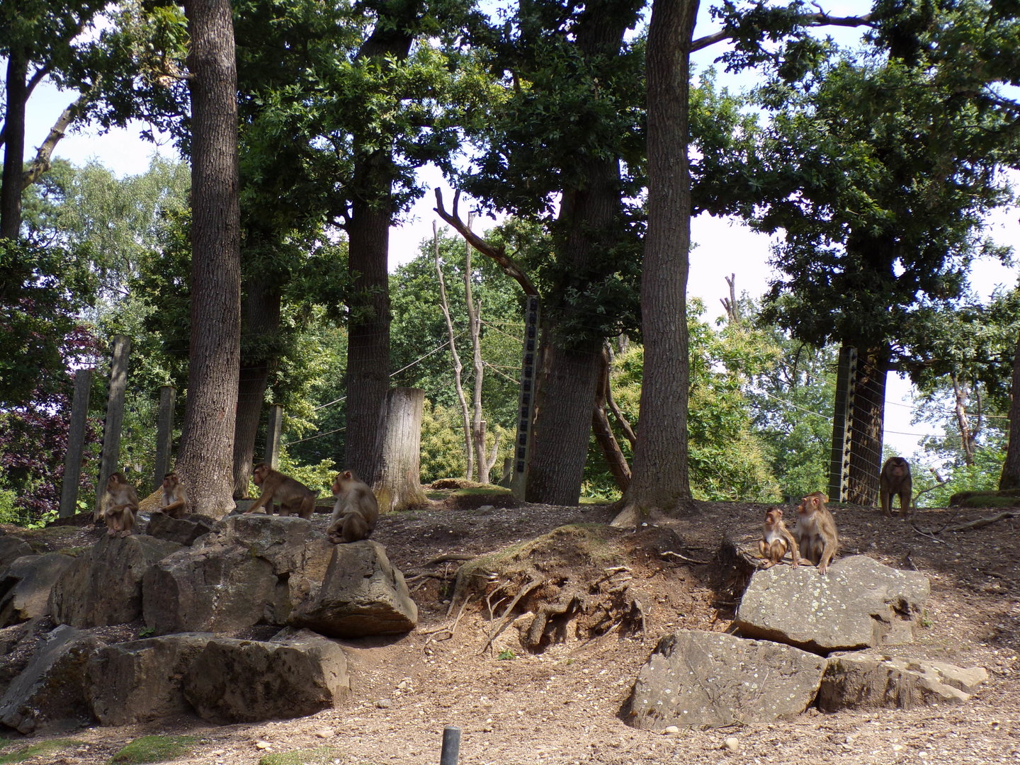 Pig-tailed macaques 6.7.23