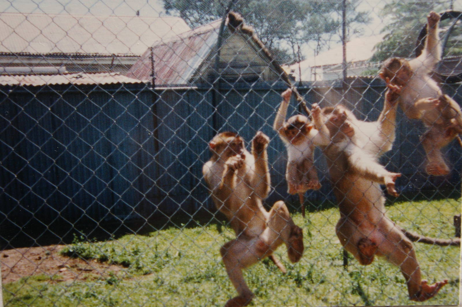 pig-tailed macaques, North Brighton Zoo, Christchurch