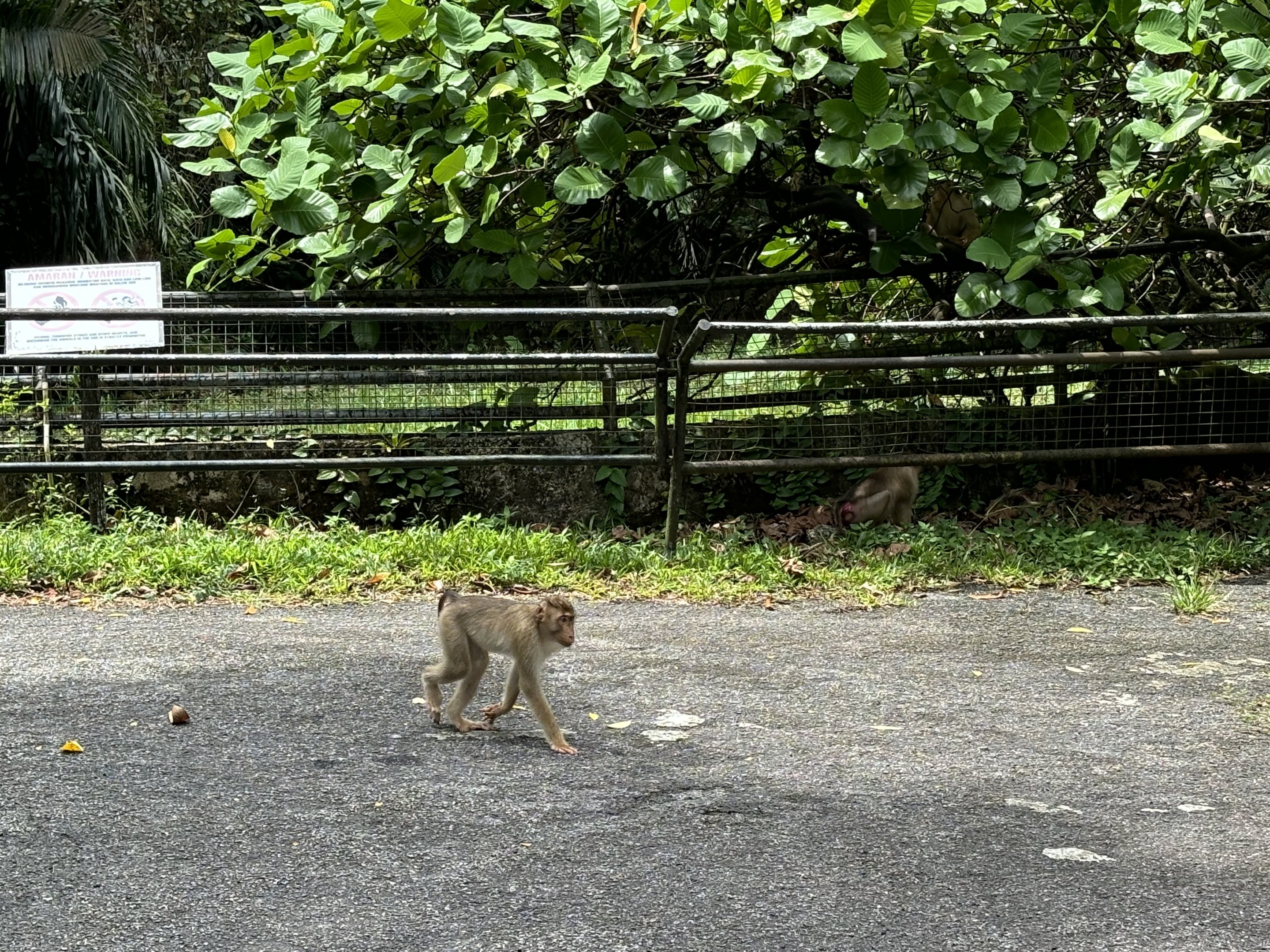 Pig-tailed Macaques - wild