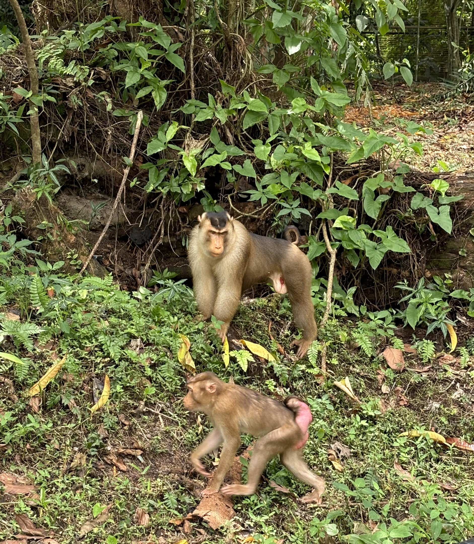 Pig-tailed Macaques - wild