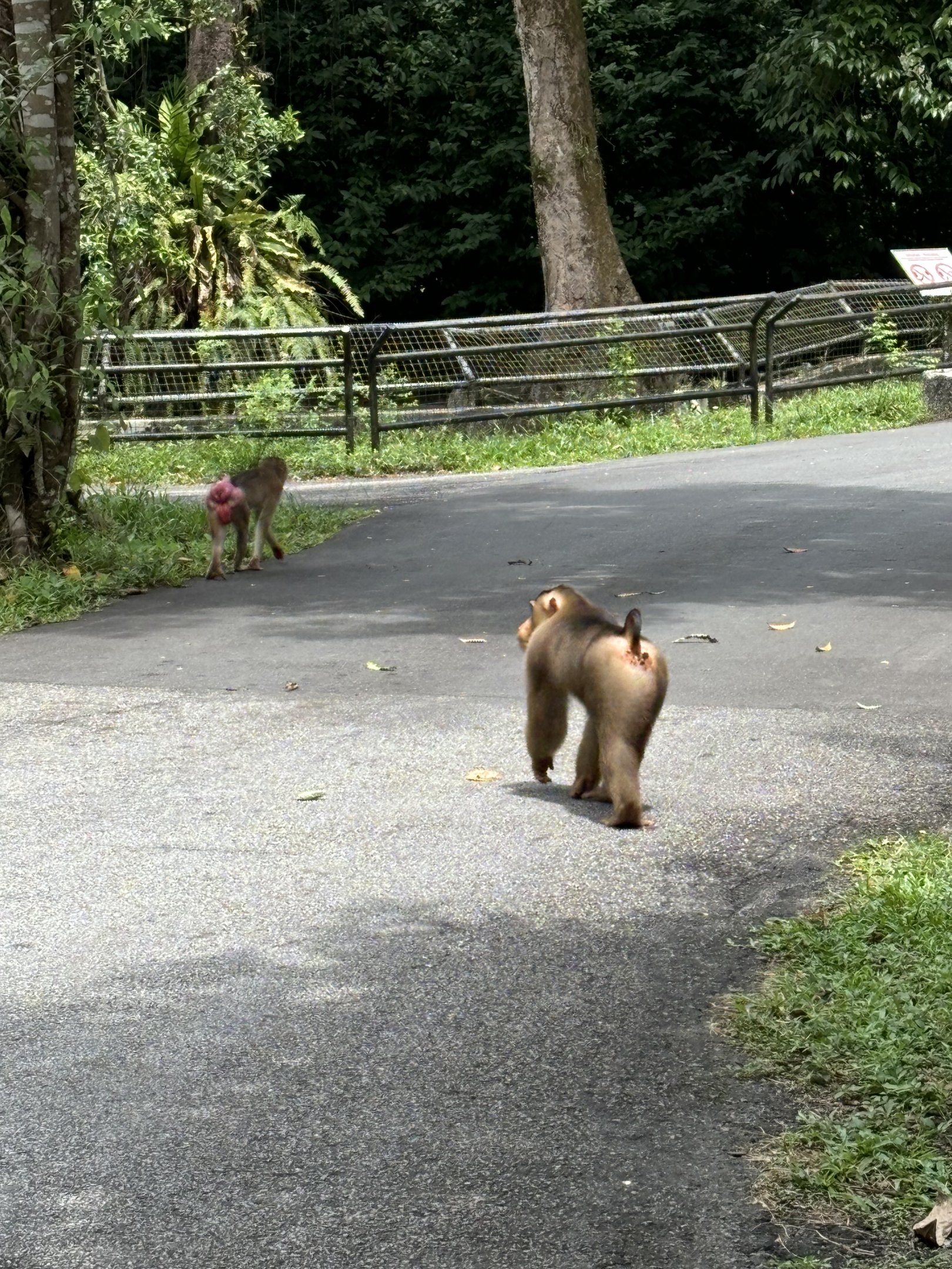 Pig-tailed Macaques - wild