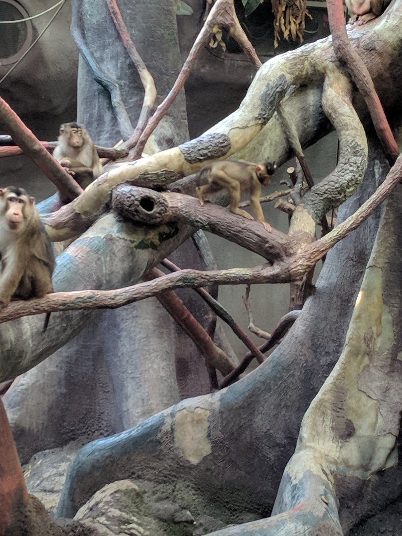 Pig Tailed Maqaques Zoo Praha 2018