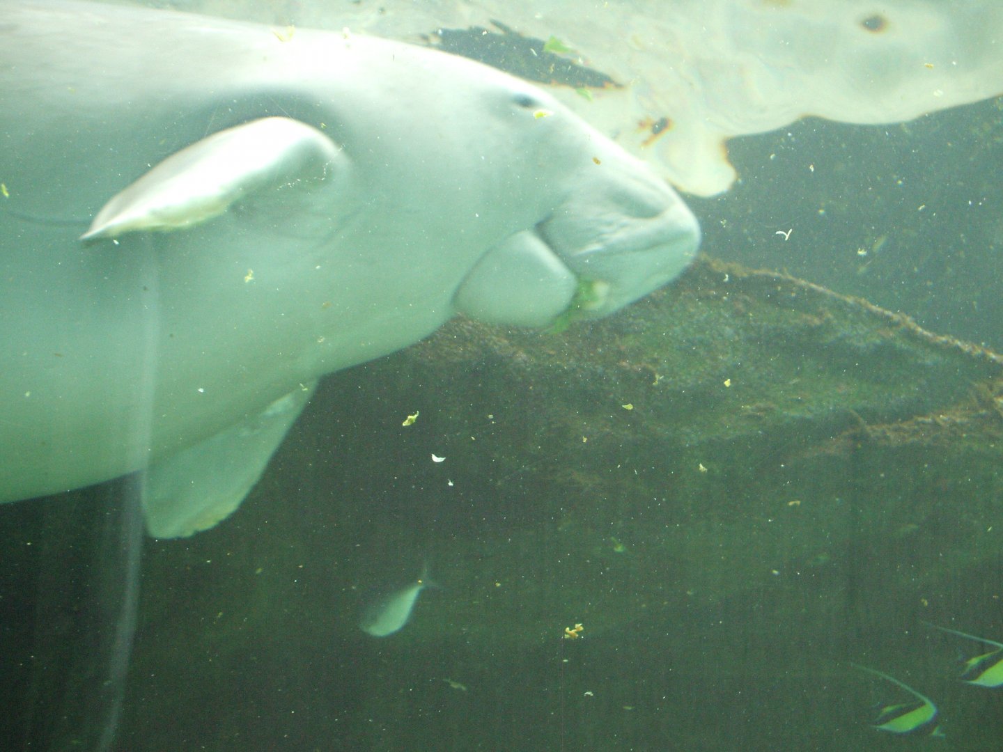 Pig the Dugong, 2010