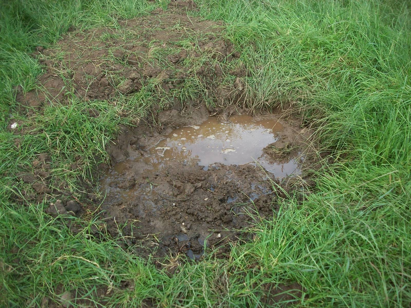 Pig wallow dug by KeeperKatie, 22nd June 2014
