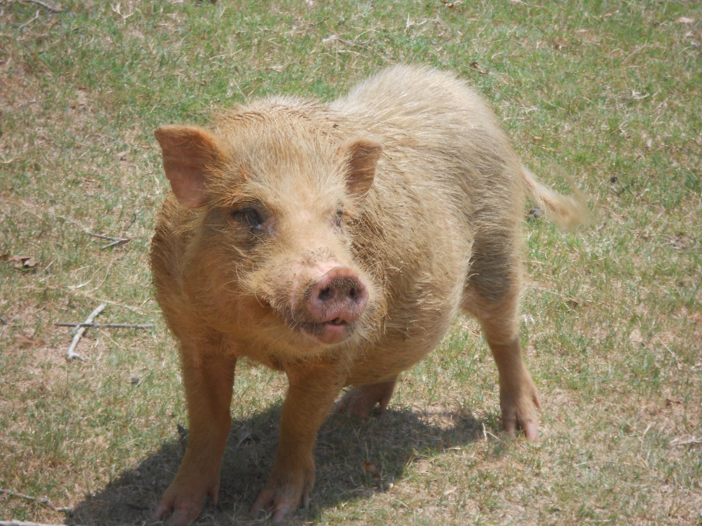 Pig