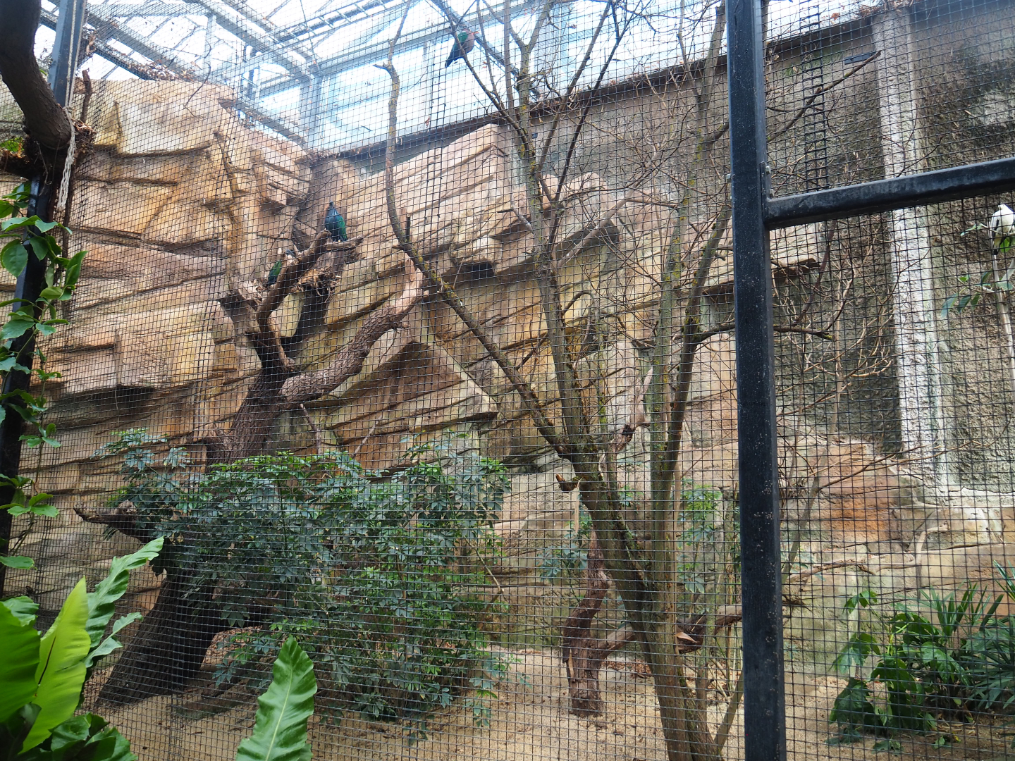 Pigeon and Bank myna aviary, 2022-07-03