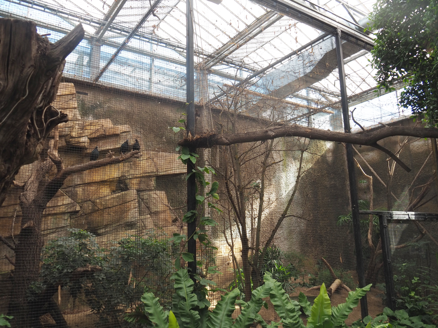 Pigeon and Bank myna aviary, 2022-07-03