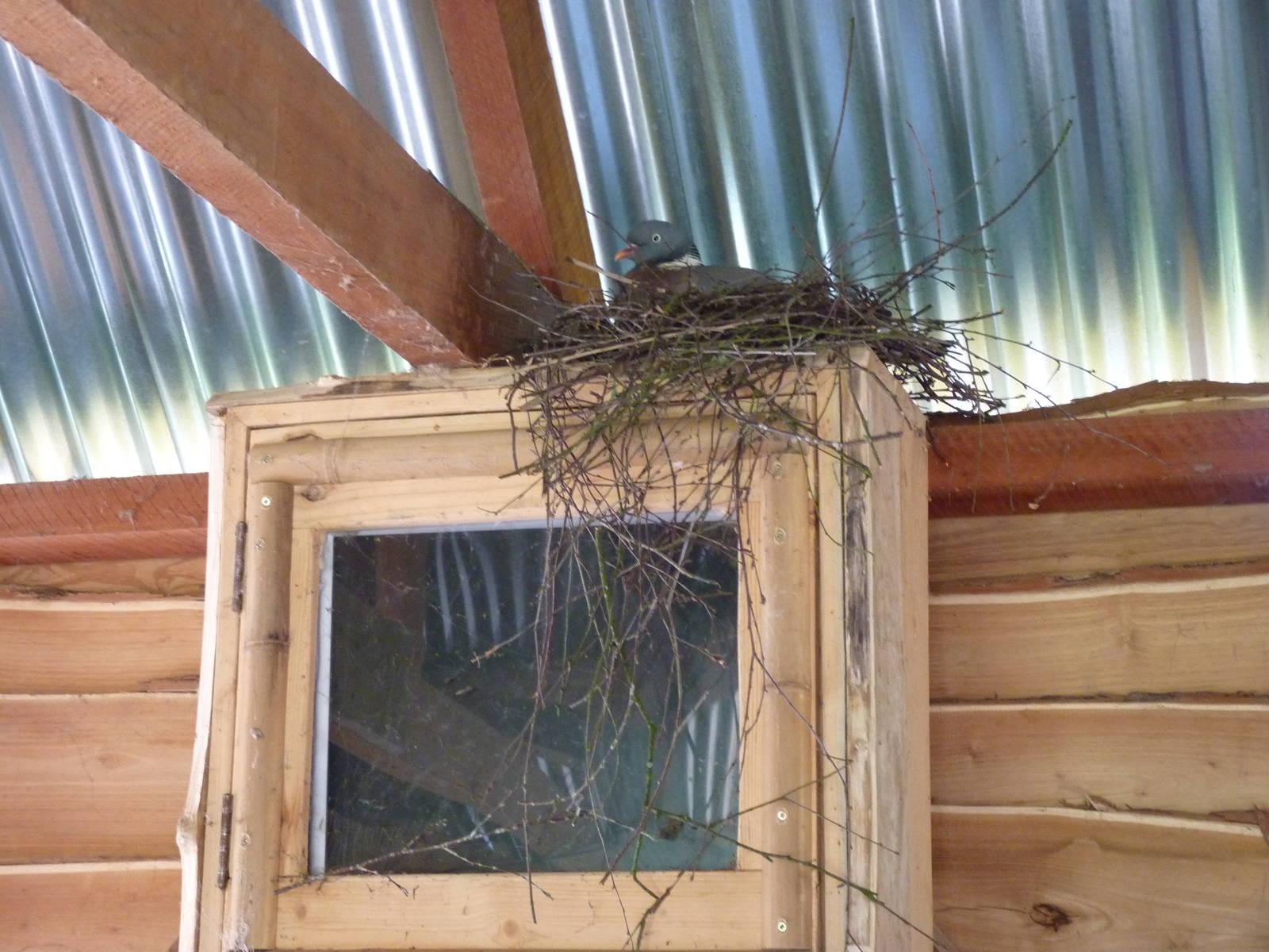 Pigeon and Nest in the Gibbon Longhouse