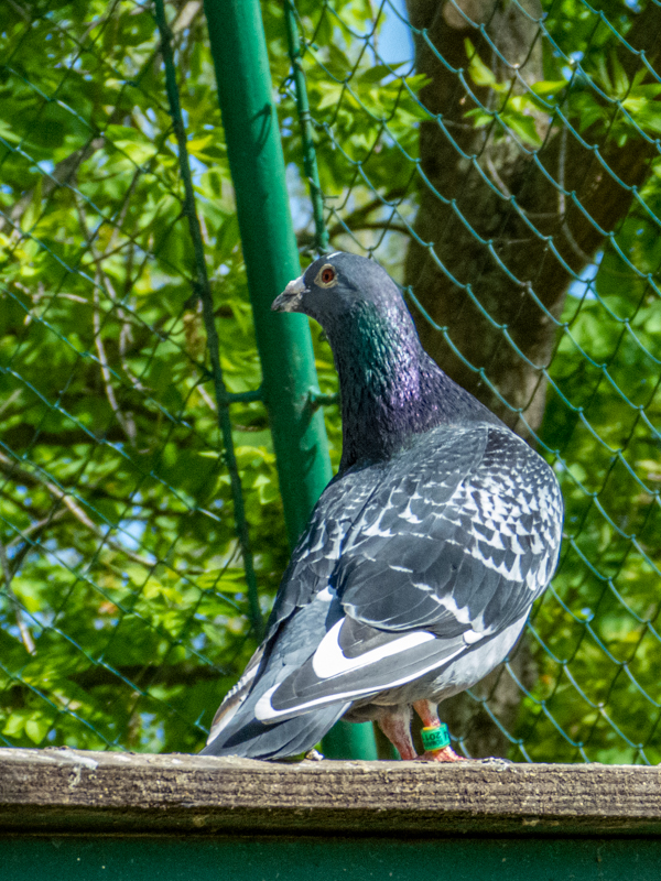 Pigeon / Columba livia f. domestica