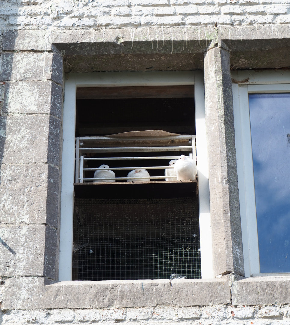 Pigeon coop in old farm building, 2022-09-15