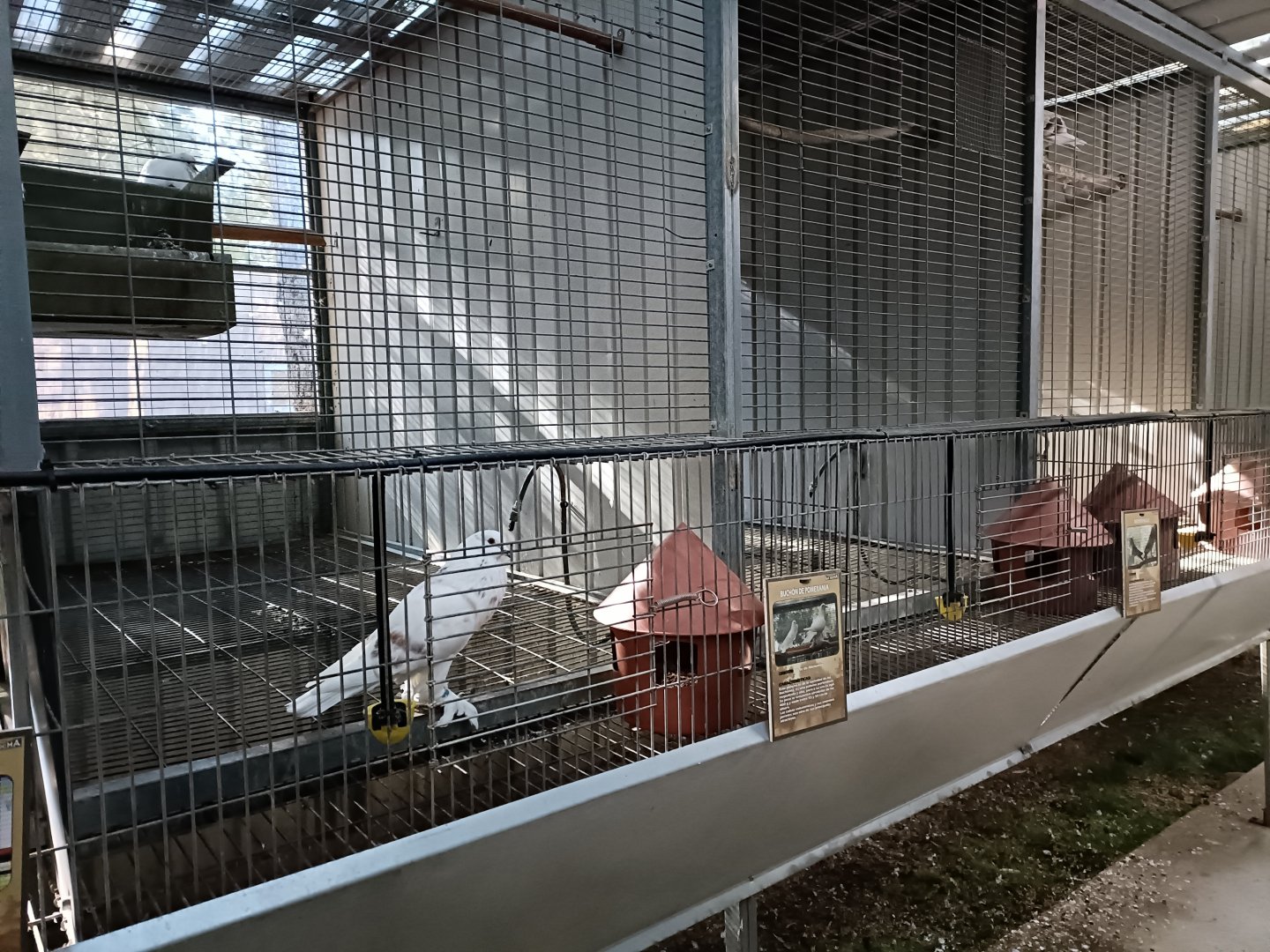 Pigeon exhibit - Bioparque La Rocha