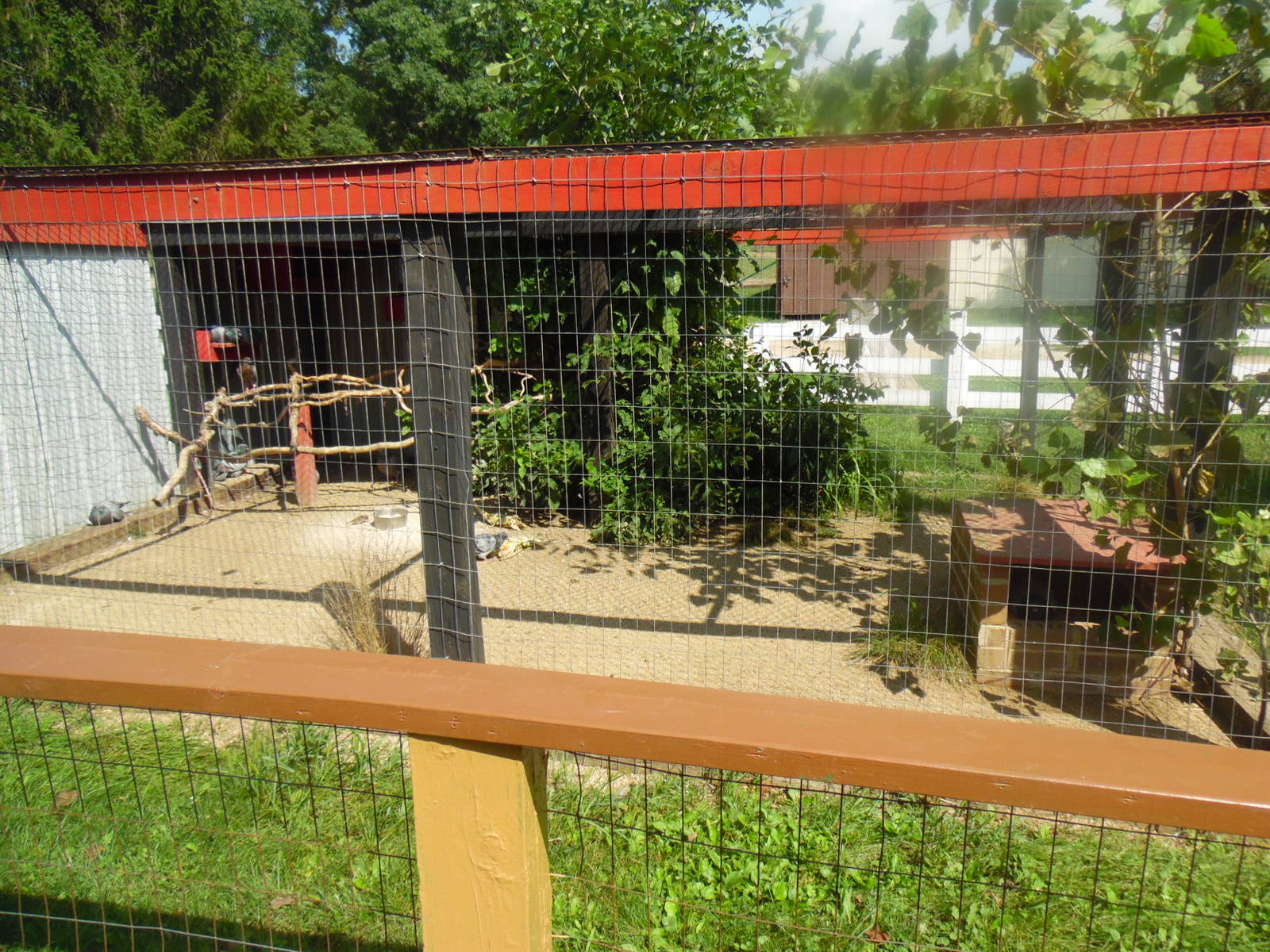 Pigeon Exhibit