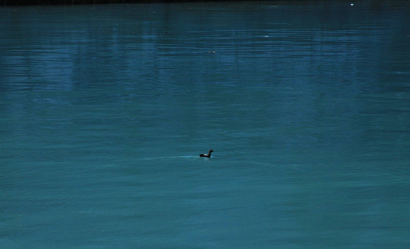 Pigeon Guillemot - Alaska