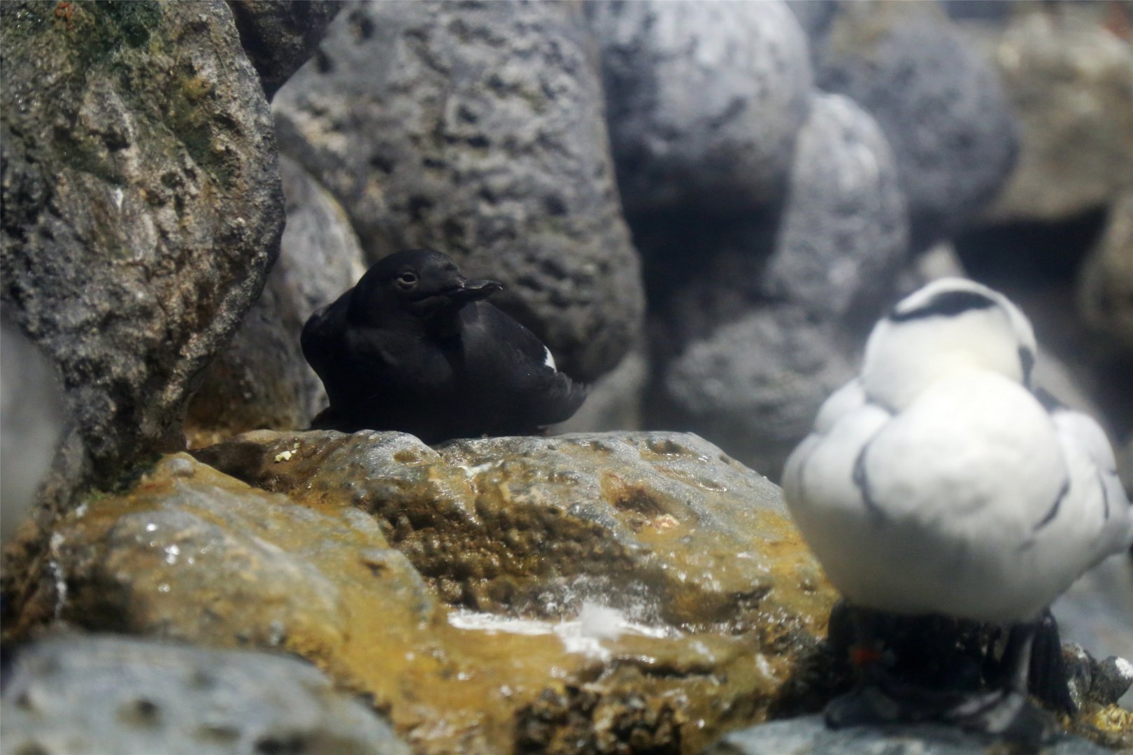 Pigeon Guillemot and Smew