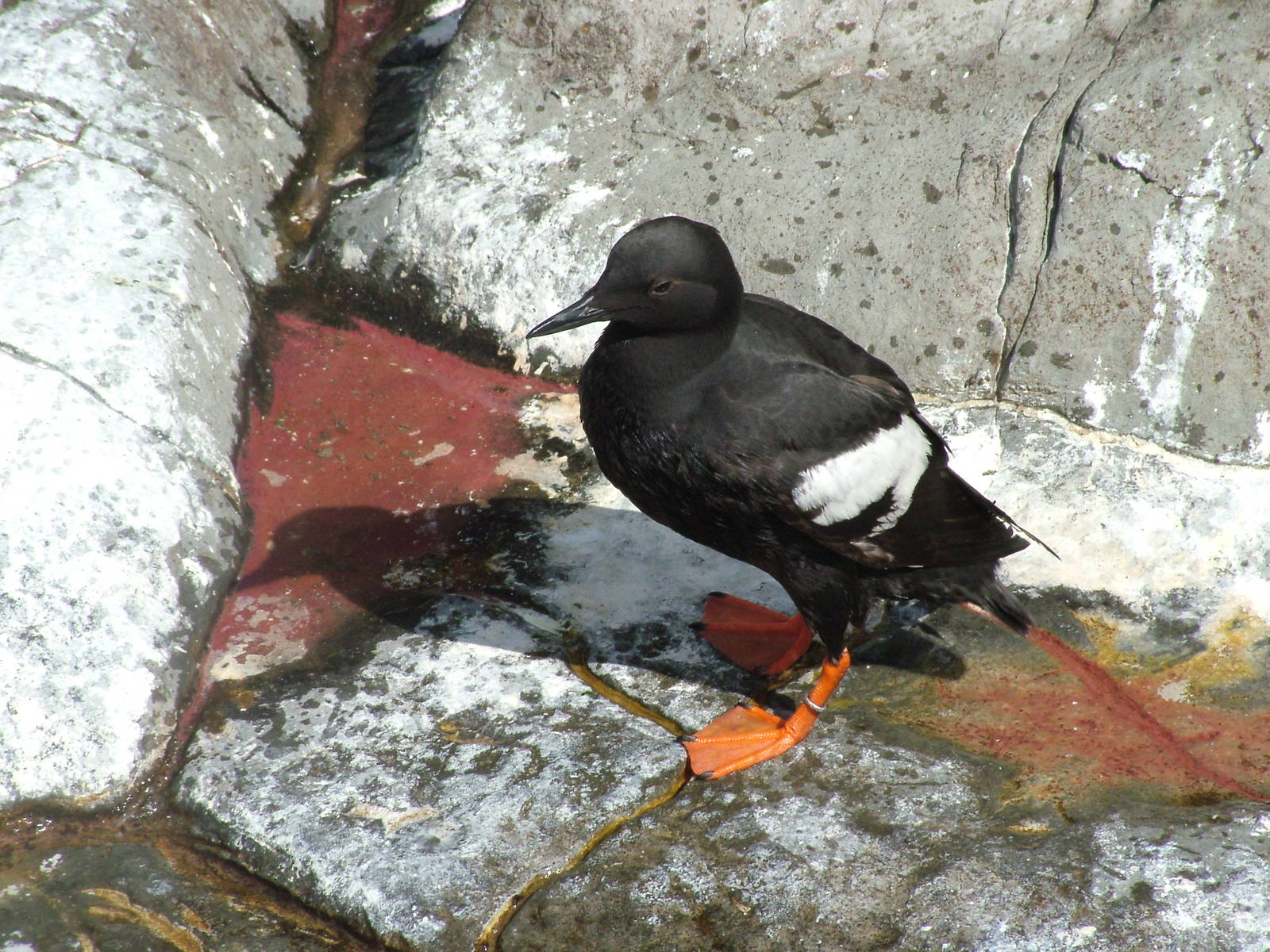 Pigeon Guillemot (Cepphus columba) at Living Coasts