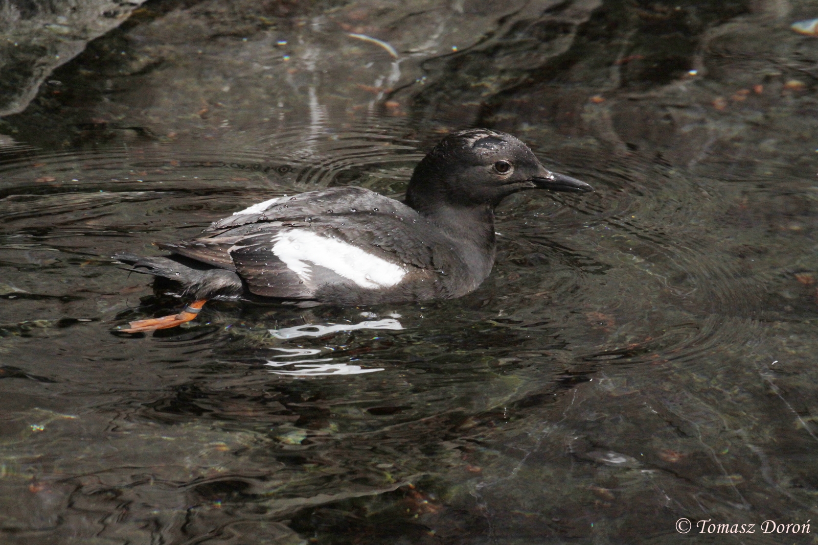 Pigeon Guillemot (Cepphus columba), August 2012