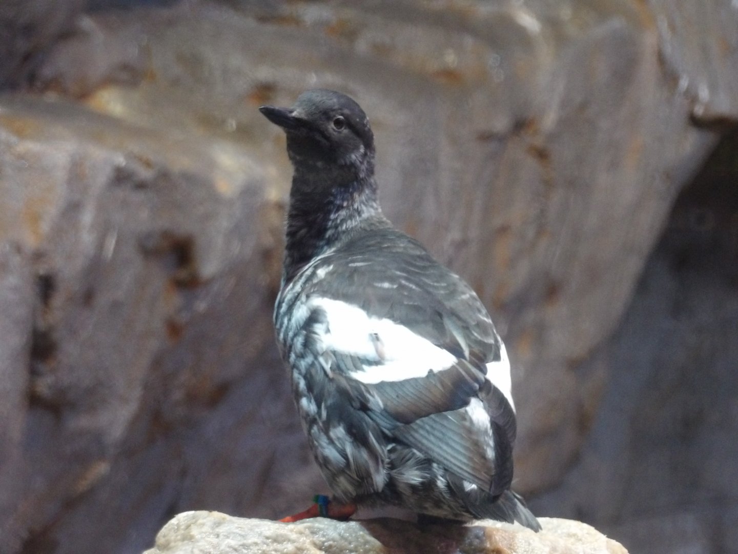 Pigeon Guillemot(Cepphus columba) - december 2023