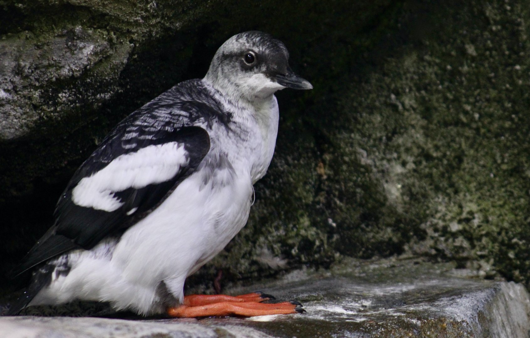 Pigeon Guillemot (Cepphus columba) nonbreeding plumage