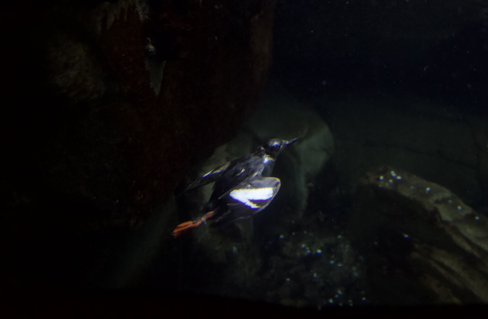 Pigeon guillemot/ Cepphus columba