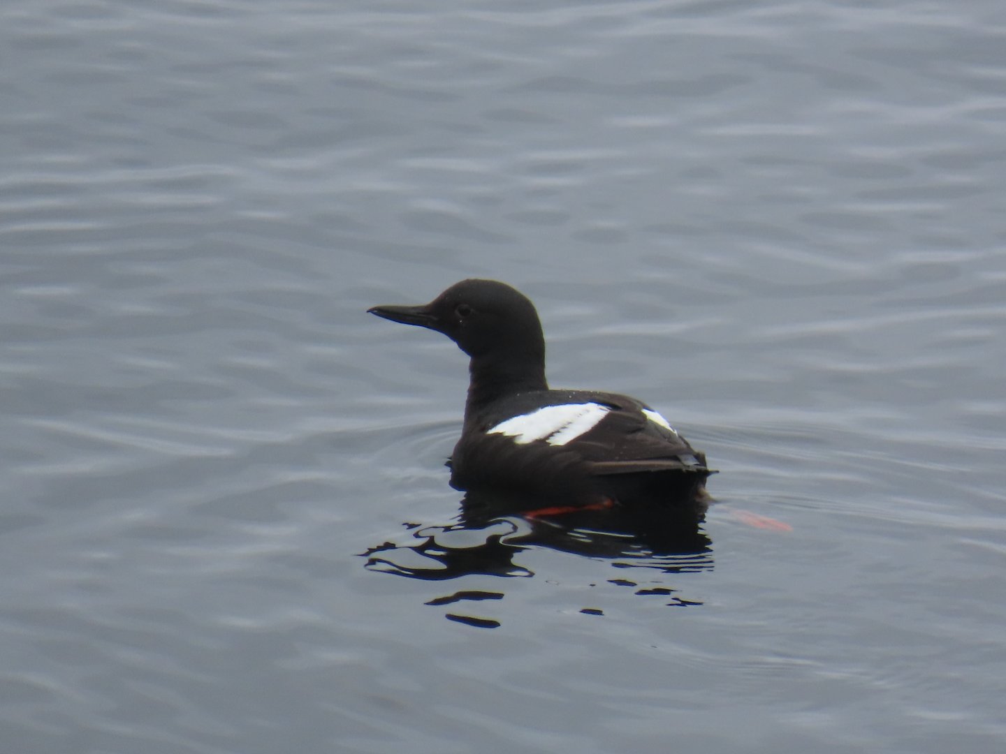 Pigeon Guillemot (Cepphus columba)