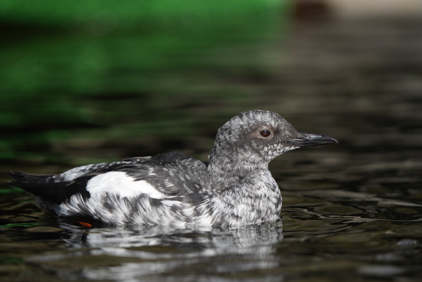 Pigeon Guillemot (Winter plumage)