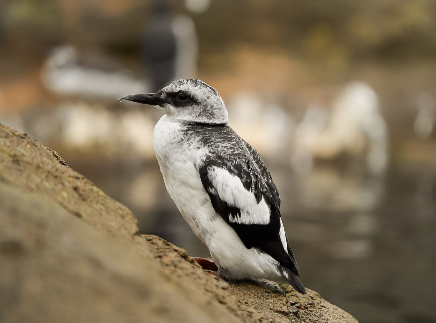 Pigeon Guillemot (winter plumage)