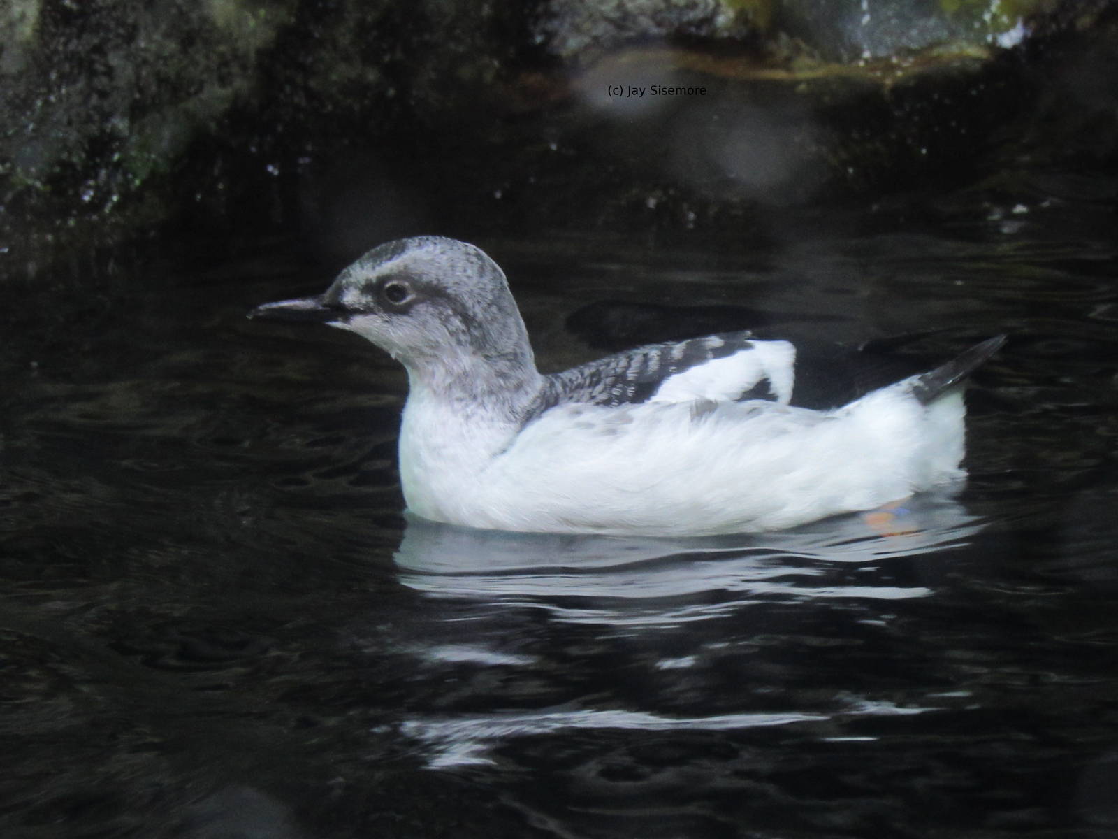 Pigeon Guillemot