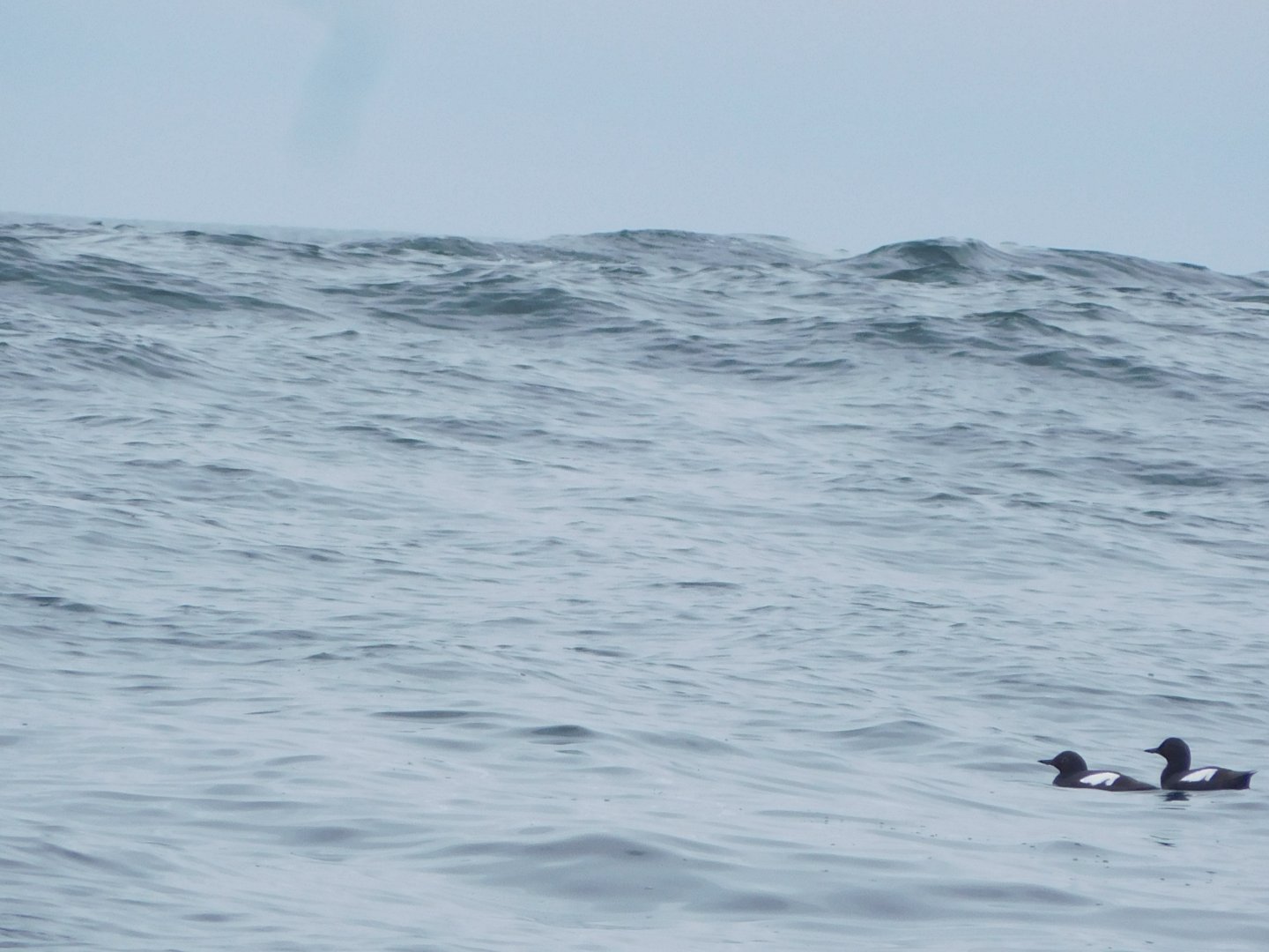 Pigeon Guillemot
