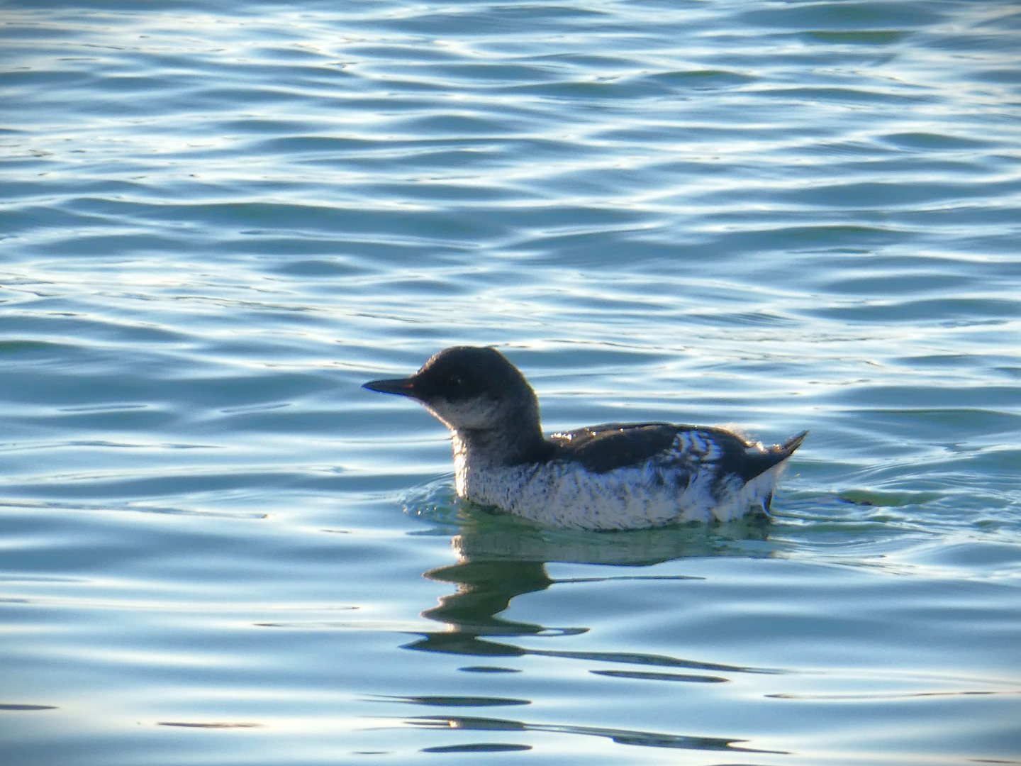 Pigeon Guillemot