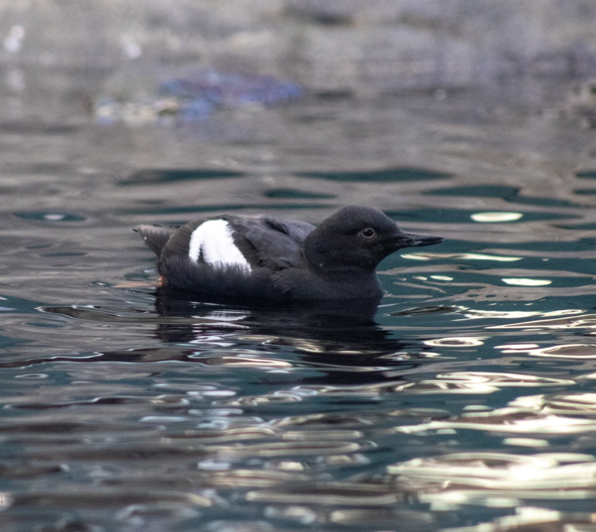 Pigeon Guillemot